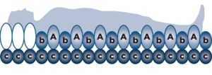 air mattress diagram